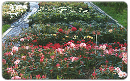 planteskolen plantefelt