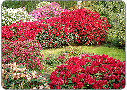 rododendron_i_blomst